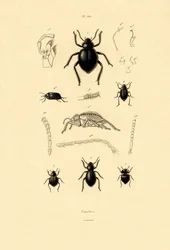 Velvety Bark Beetles